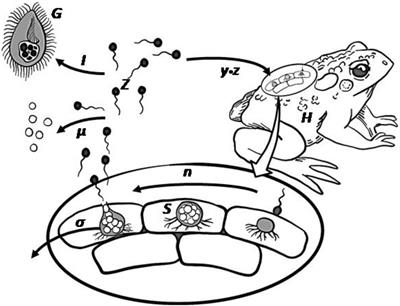 Microbial Grazers May Aid in Controlling Infections Caused by the Aquatic Zoosporic Fungus Batrachochytrium dendrobatidis